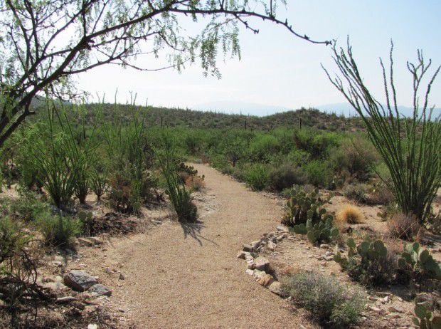 New trail surfaces at Sabino Canyon area