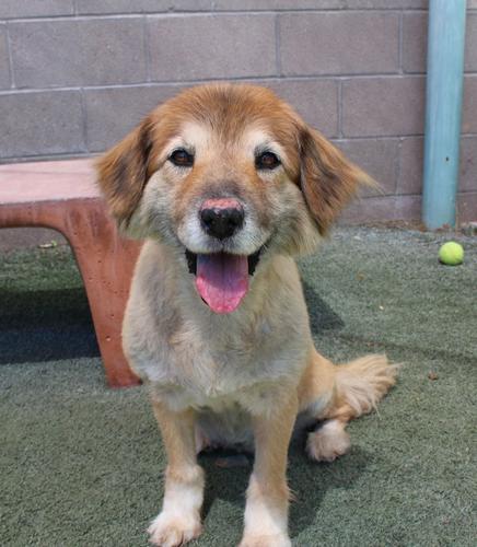 Adopt A Friend: Lexsi