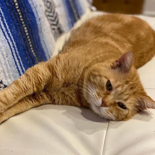 Adopt a friend: Tubbs