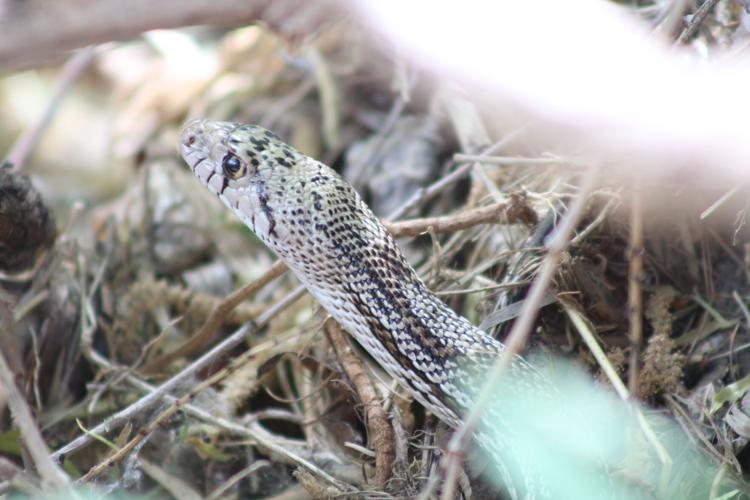 BioBlitzers catalog wildlife in U.S., Mexico as walls go up along border