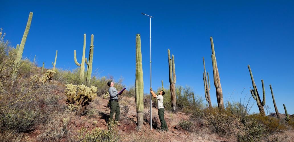 Crew checking saguaro blossoms