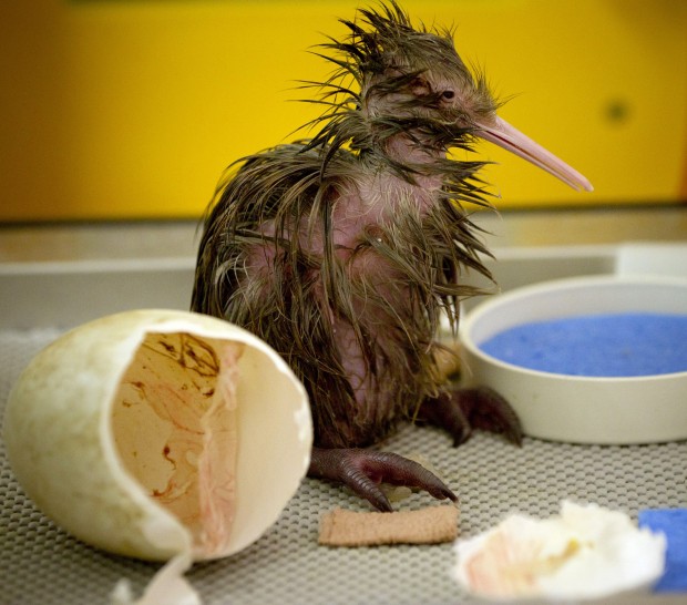 Animal shots of the week