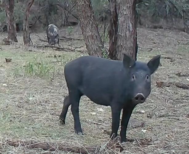 feral hogs