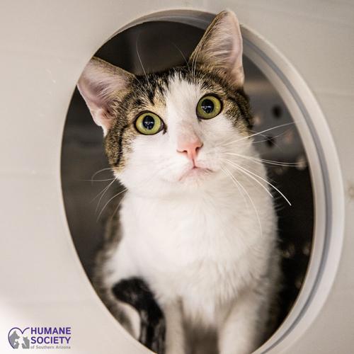 Adopt a friend: Taron