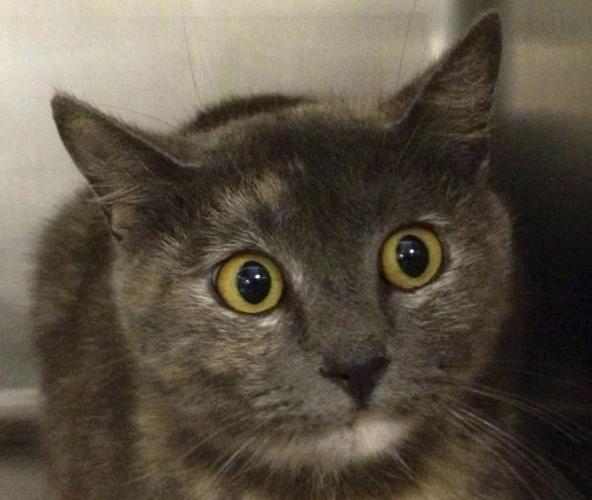 Pima Animal Care Center