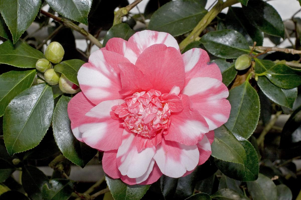 Camellias don't like the soil in Tucson | | tucson.com