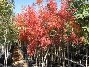 Arizona Pistachio Nursery