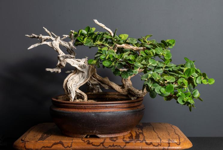 What Do You Know of Bonsai? Homeandgarden