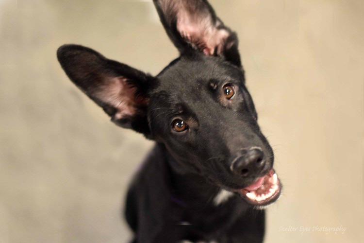 Adopt A Friend: Charles