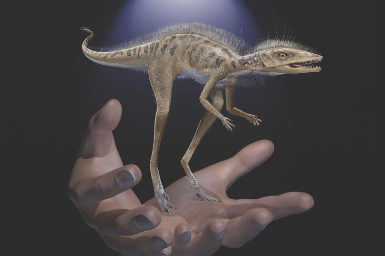 Mini Dinosaur