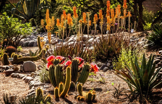 Tucson Gardens, Cactus Garden Tucson Az
