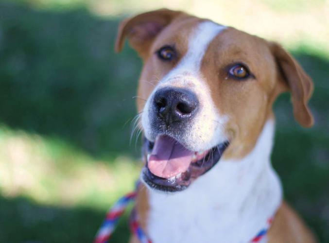 Adopt A Friend: Merlin