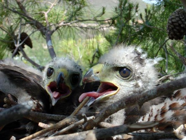 Wildlife: A peek at recent arrivals  