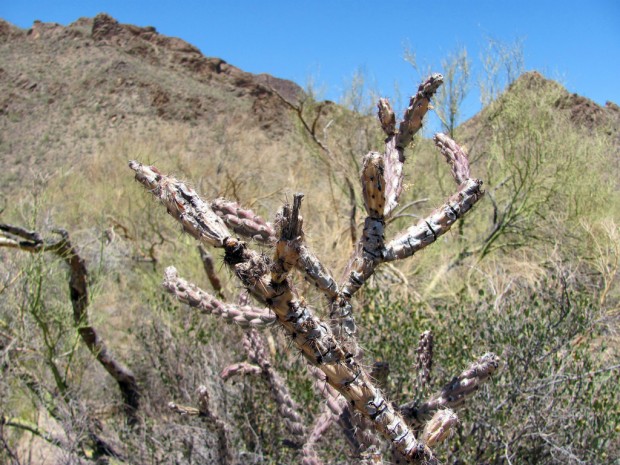 Feeling parched? Even native plants are wilting    