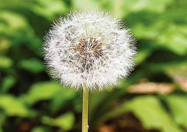 Cat photography: The eyes have it  