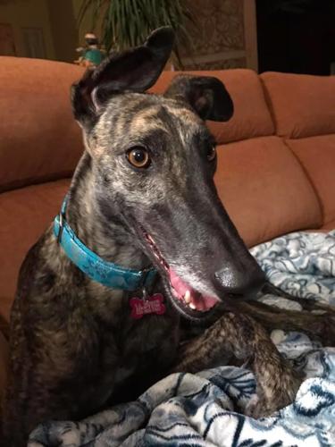 Adopt a friend: Cinnamon