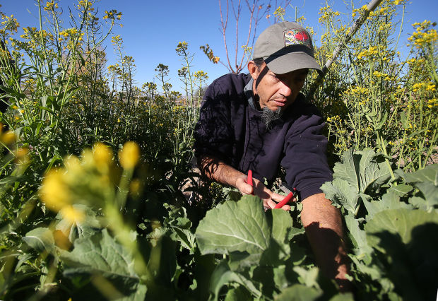 River Road Gardens at Tucson Waldorf School