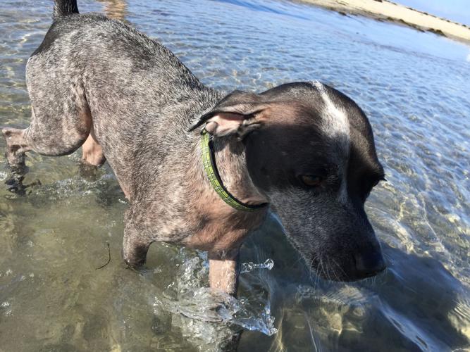 Happy National Dog Day!