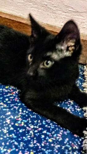 Adopt a friend: Logan