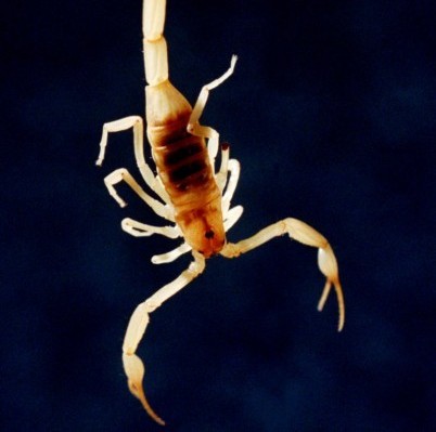 A first: FDA OKs antivenom for bark-scorpion stings