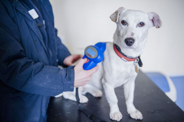 All dogs in England must have microchips by 2016    