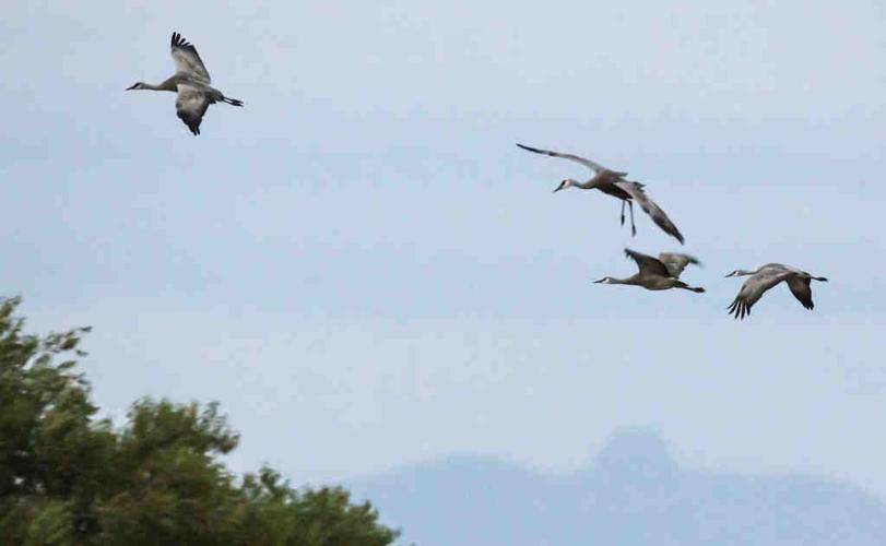 Sandhill cranes in Arizona