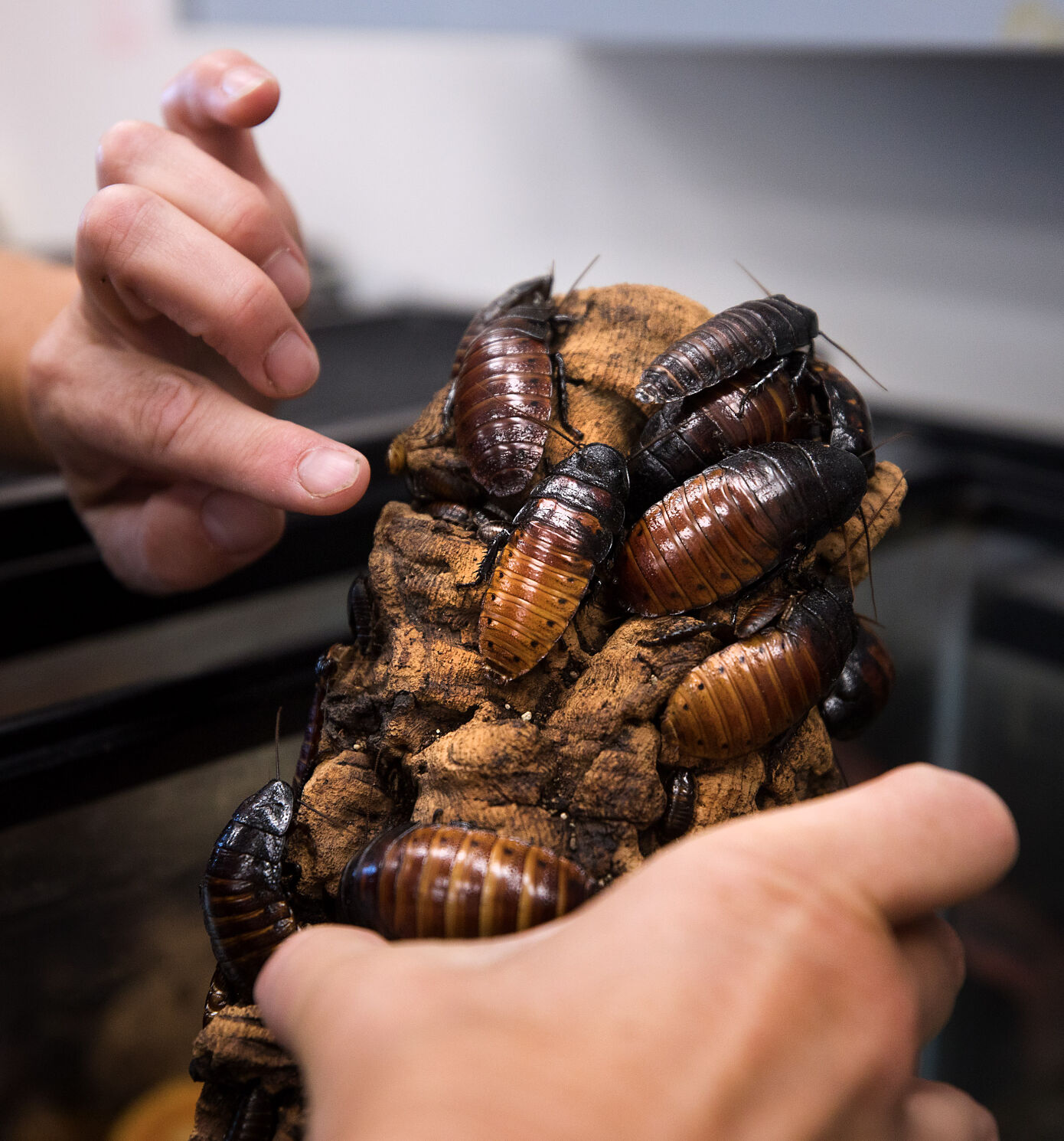 UA Insect Festival back with cuddly cockroaches, other critters