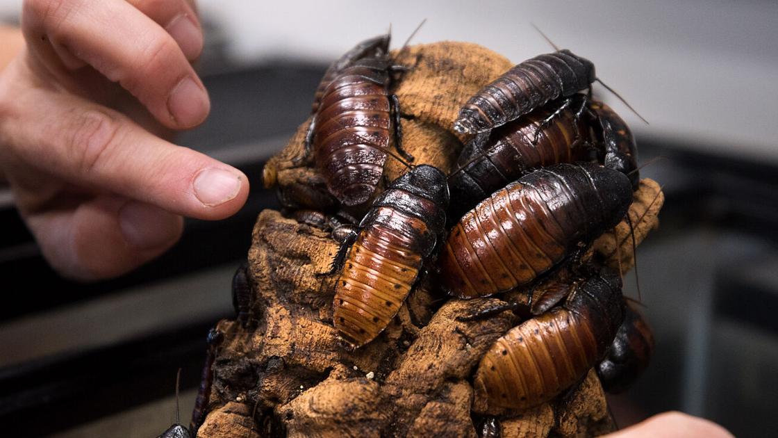Critters Insect UA Insect Festival back with cuddly cockroaches, other critters