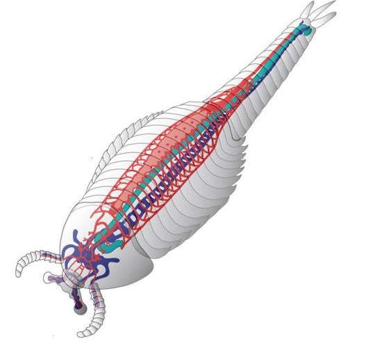 Hot discovery for UA neuroscientist: a Cambrian-era circulatory system