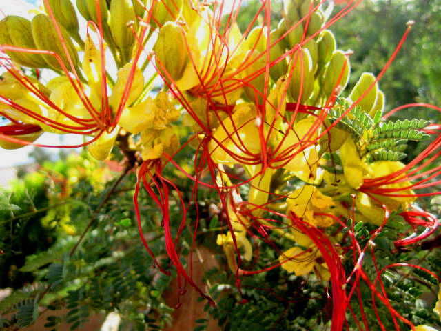 Garden Sage the upside to mistletoe, varieties of bird of