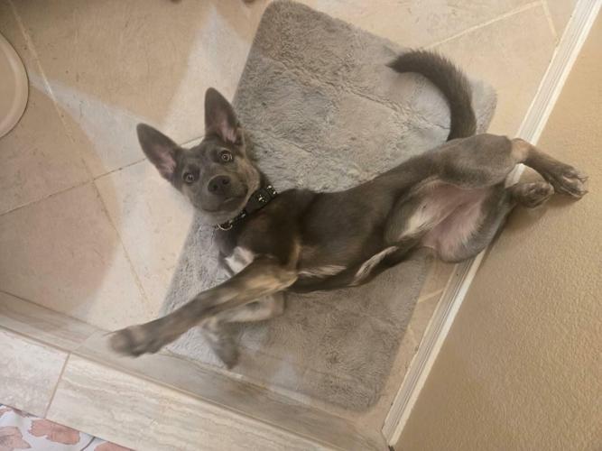 Zero-adopted-5-26-26-2.jpg