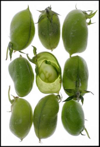 A fresh take on garbanzos  
