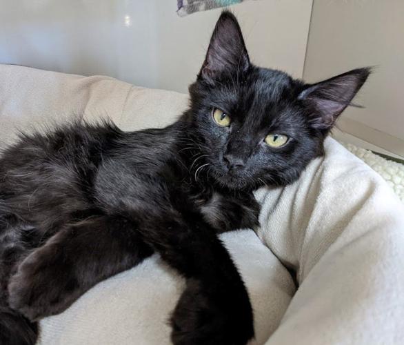 Adopt a friend: Finnegan