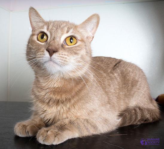 Adopt A Friend: Scarlett