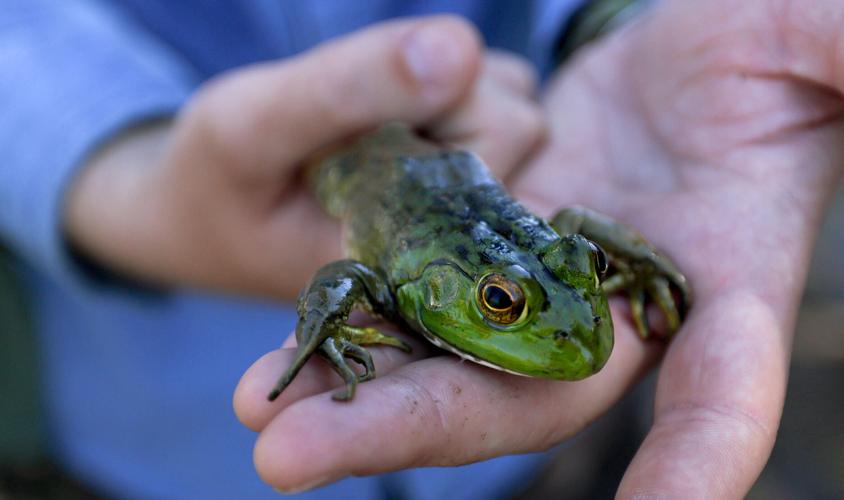 New willow groves, wetland plants grace Santa Cruz River stretch in Tucson