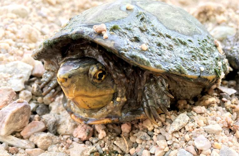 Sonoyta Mud Turtle