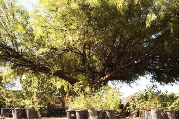 From Father Kino's garden   