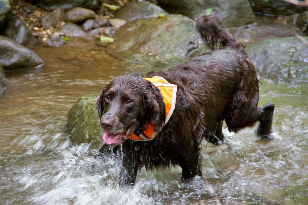 water pooch