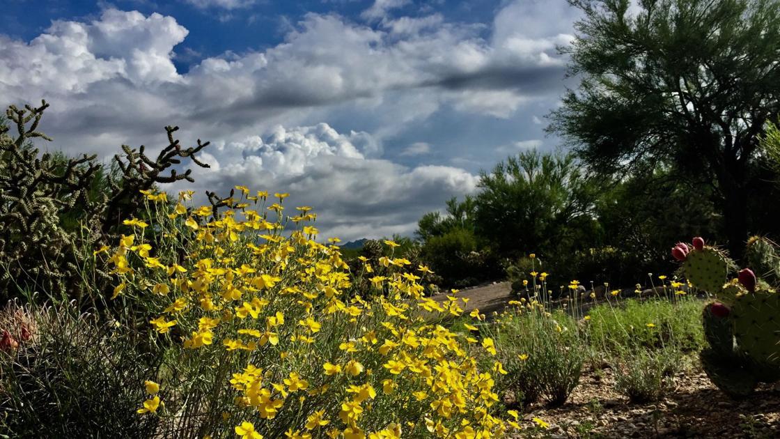 Tucson weather Warmer temperatures on the horizon