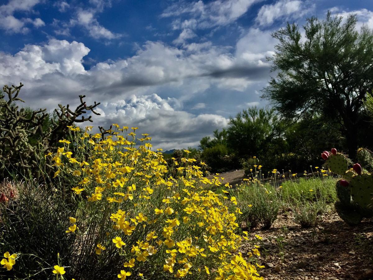 Wildflowers in the foothills