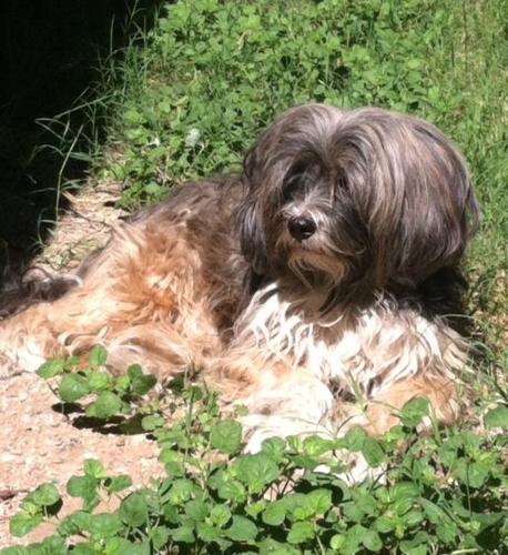 Happy National Dog Day!