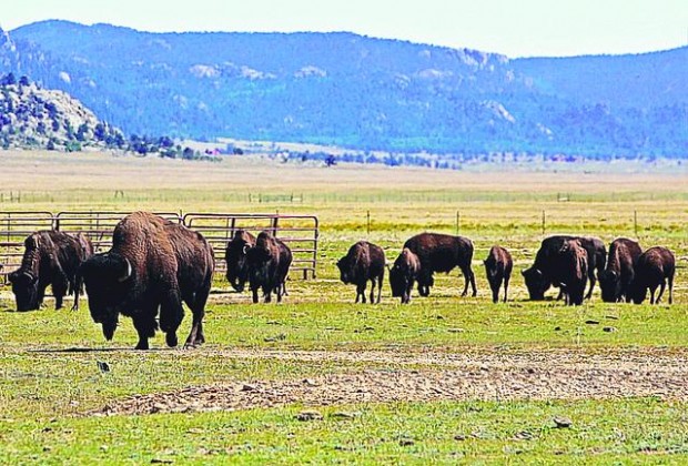 Software developer charged in 42 bison deaths  