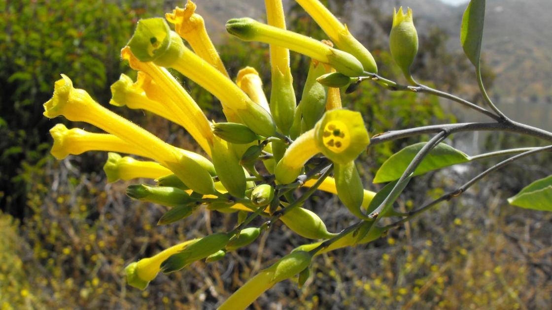 tobacco tree sahara desert Tree tobacco tobacco tree sahara desert Tree tobacco