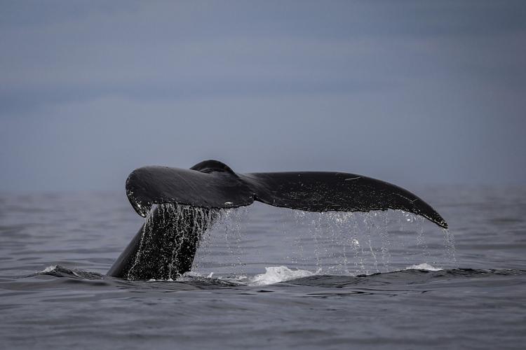 Colombia Whales