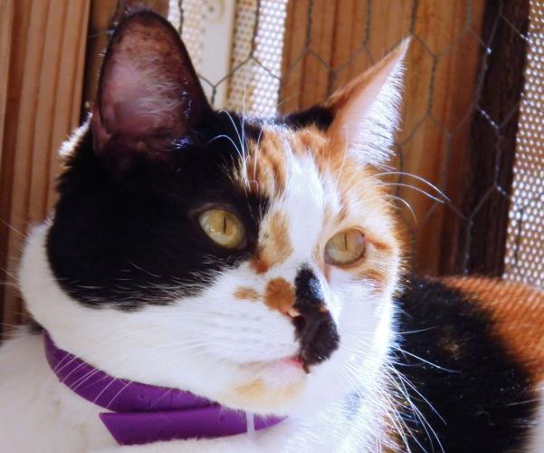 Adopt A Friend: Puttins