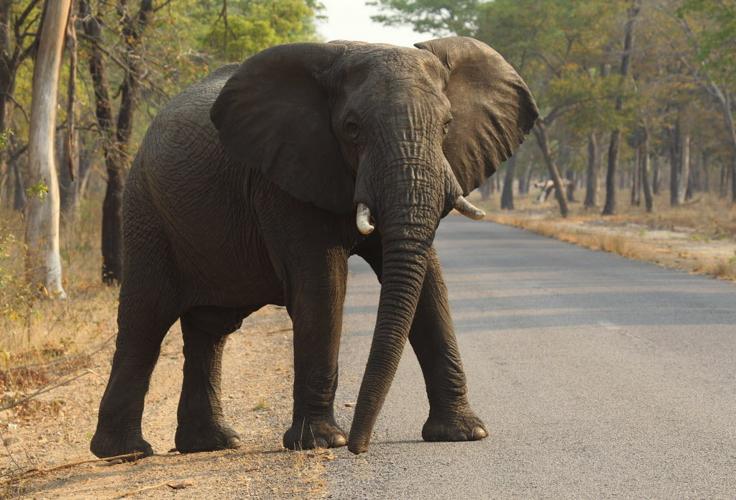 Zimbabwe’s scandal-hit wildlife industry fears for its future