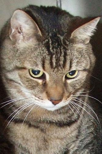 Adopt A Friend: Big Tiger