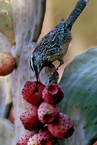 Prickly pear fruit