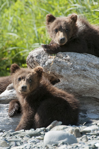 'Bears'
