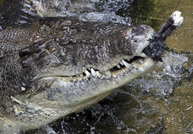 Photos: Animal shots of the week, March 2-9 | Entertainment | tucson.com